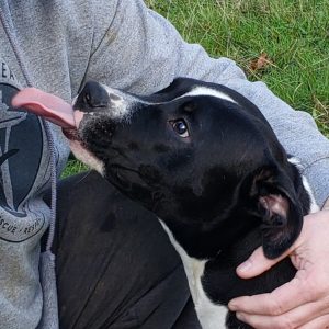 foster dog